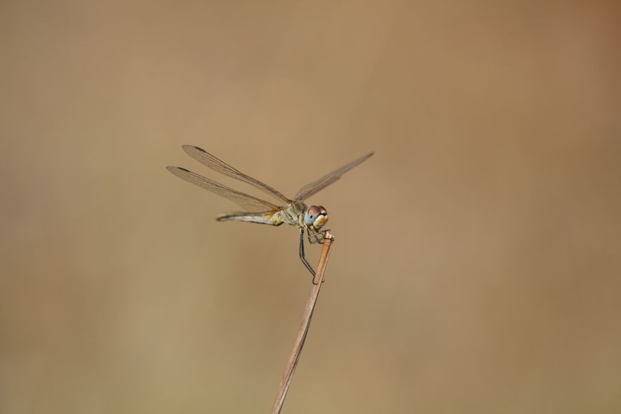 Sympetrum fonscolombii femmina?